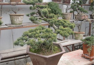 白皮松盆景：观赏价值高， 造型多变
