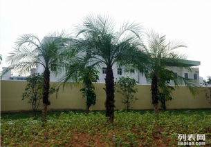 三、植被的影响