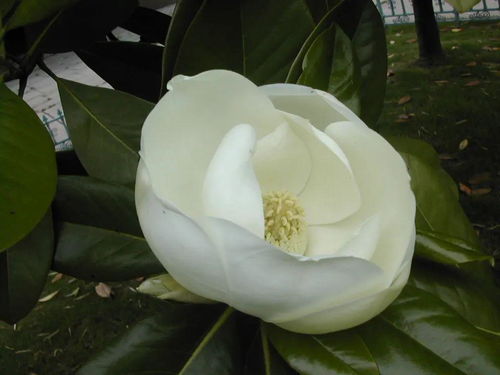 广玉兰开花季节探秘