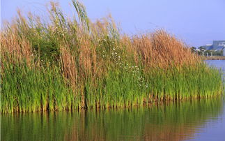 园林基地， 毛鹃种植有讲究