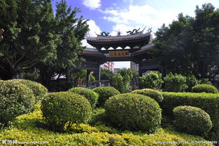 灌木球，南方园林的“小明星”