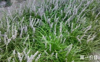 生长习性：麦冬与沿阶草的生存之道