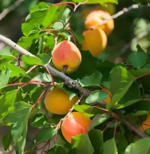 杏子果核的秘密，如何变身成绿意盎然的小树苗