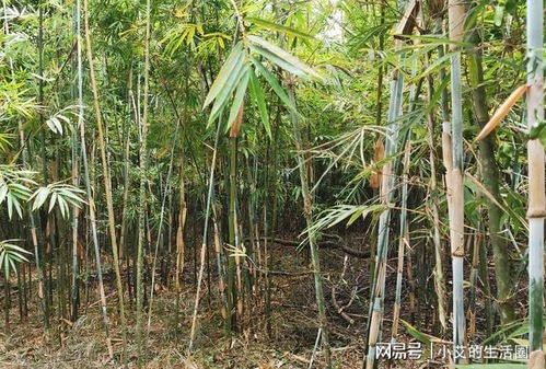 竹子怎么养才能更旺盛？光照和水分是关键吗