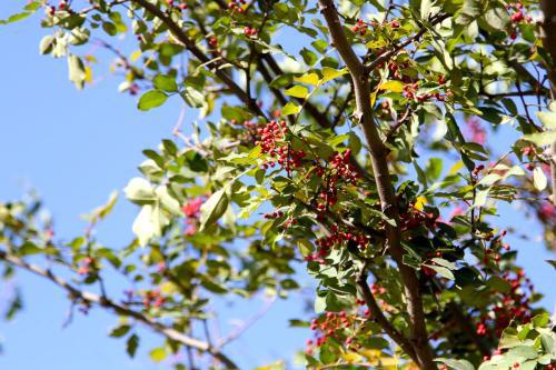想种花椒树几年结果？早结果、多结果的方法有哪些
