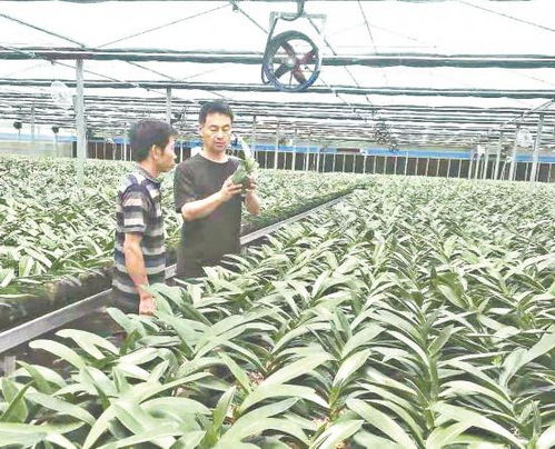 花椰菜栽培技术，探讨其种植方法与要点