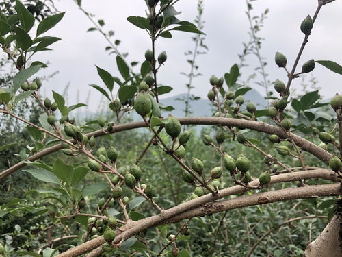 杨树的多样性与分布