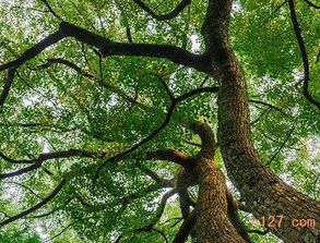 春播与秋播的较量