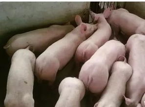 仔猪剪牙、断尾、阉割细节，护理必知全攻略有哪些？