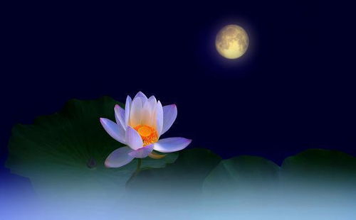 月圆夜， 品尝花月圆月饼