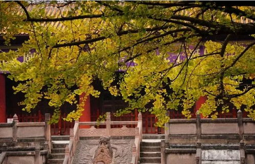 西安银杏最佳观赏时间及打卡地是哪里
