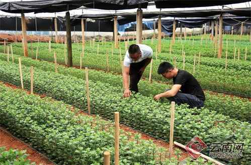 “黄连种植技术+亩收益，打造爆款花卉新宠”