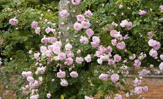 月季花施肥小技巧，你get了吗？