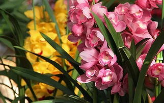 同事的买花小妙招