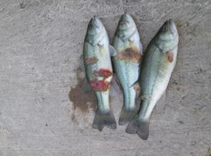 双线侧鱼身体烂了怎么办？如何正确养护双线侧鱼避免身体腐烂？