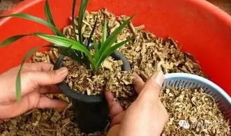 如何提高兰花扦插成功率？