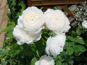 耐阴品种也很多，不怕光照不足