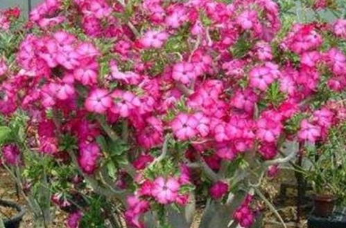 沙漠玫瑰秋季浇水， 三大秘诀让你养花无忧