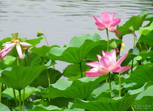 遵义荷花种植探秘