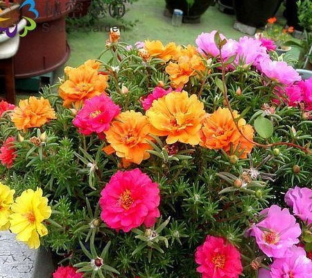 六月天热雨多， 种花养草有讲究