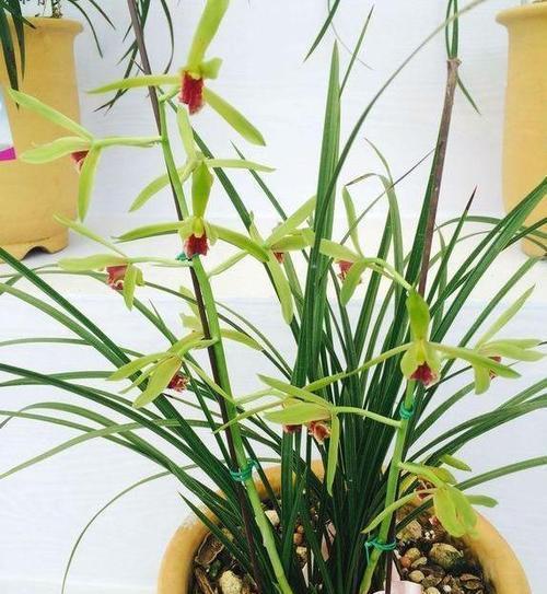 通风：兰花的呼吸空间