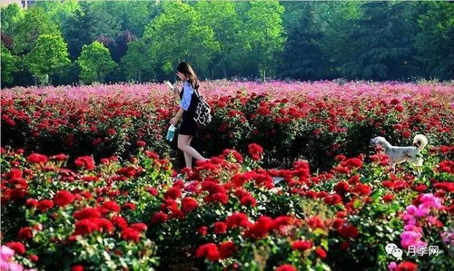 九州洼月季公园， 宁静祥和的世外桃源