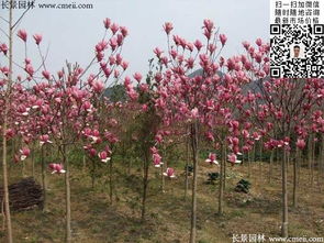 紫玉兰，价格不一般