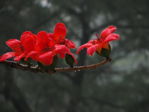 广州市花是什么花？想知道答案吗