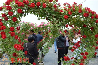 月季产业的发展方向