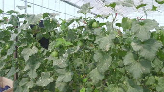 那200亩大棚，种啥Zui赚钱呢？