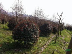 二、 南京红叶石楠种植场的位置之谜