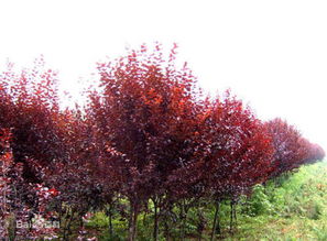 樱花和红叶李的区别，你知道吗？