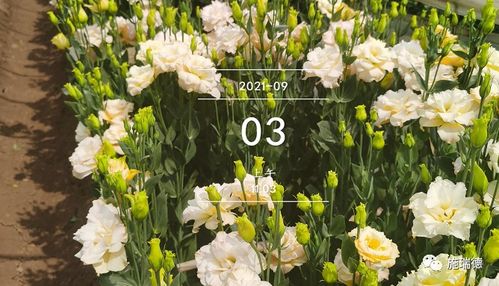 南方潮湿地区的夏堇