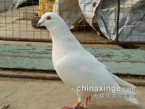 我国某养殖户凭借鸽子养殖，成功打造百万级产业