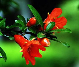 修剪步骤要记牢