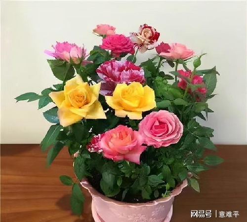 盆栽养玫瑰，如何让花朵更艳丽