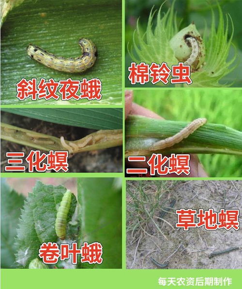 喷了吡虫啉，要等多久才Neng吃？