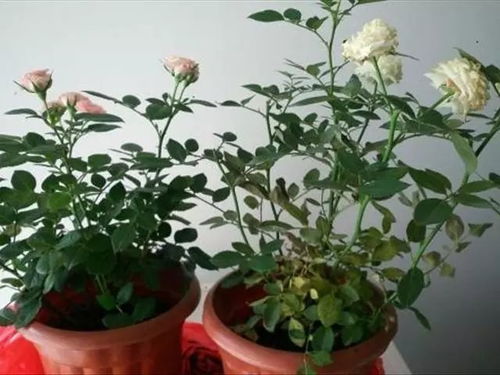 排水性，塑料瓶嫩行吗？