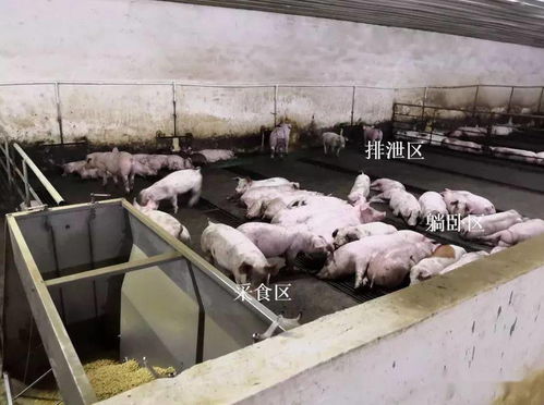 猪场育肥舍生产管理目标如何设定geng科学合理？