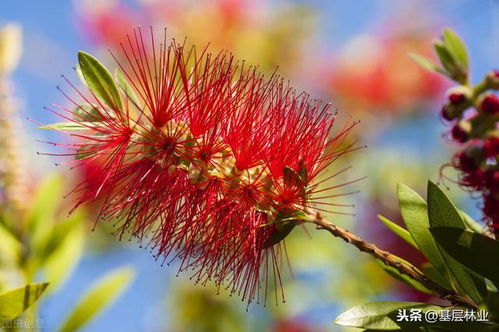 绿化树的经济效益