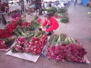花卉学专业，那些花儿