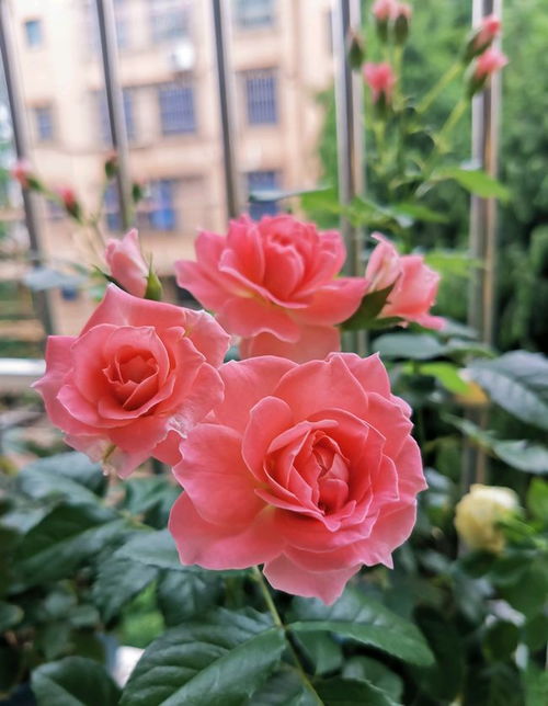 真宙月季：温和的香气， 四季常开