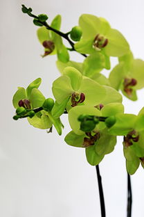 福州盛产爆款花果，名品花卉一网打尽