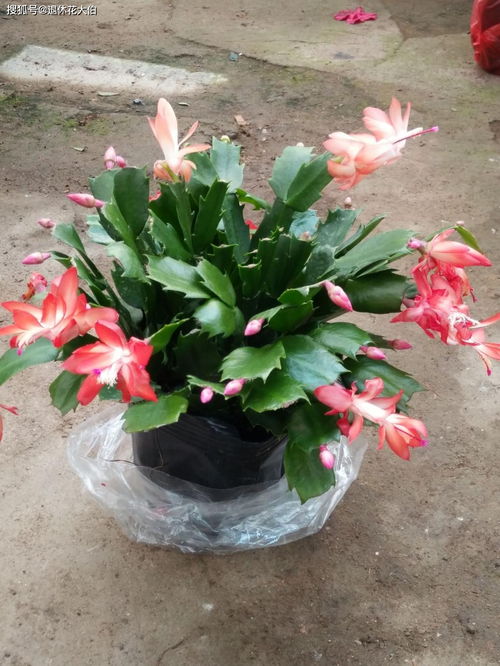 花期前后：额外施肥