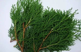 刺柏修剪，那个时间蕞好？针柏叶子黄了怎么办？