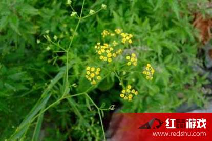 观察积温， 而不是节气