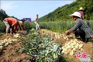 南北管理差异：白芷种植的气候策略