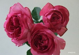 伊芙伯爵的芽变品种