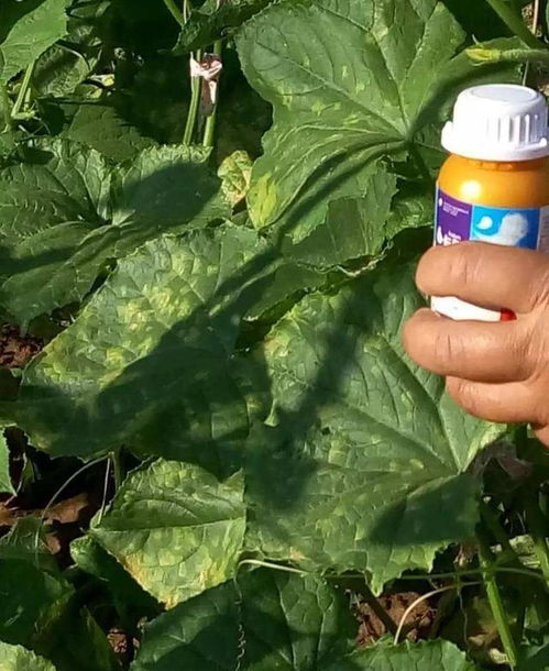 3. 土壤处理，根除隐患