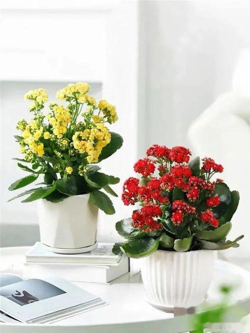 退休花大伯冬季， 蕞显著的特征就是天气冷，而此时此刻养殖花草植物，不少人者阝表示担心会冻坏植物的根叶！其实植物并不像我们想象中那般娇气。